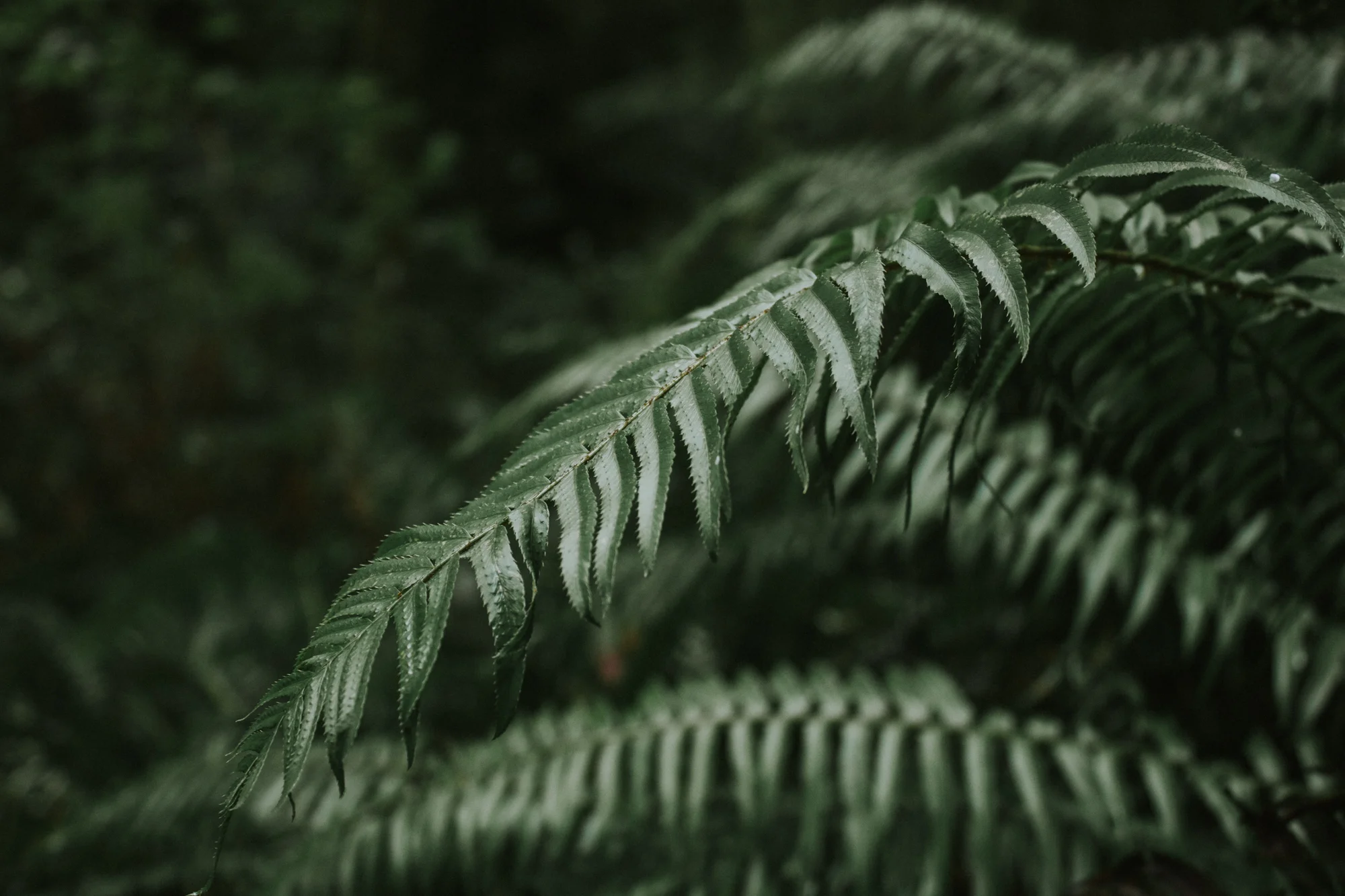 POwen-Fern.jpg