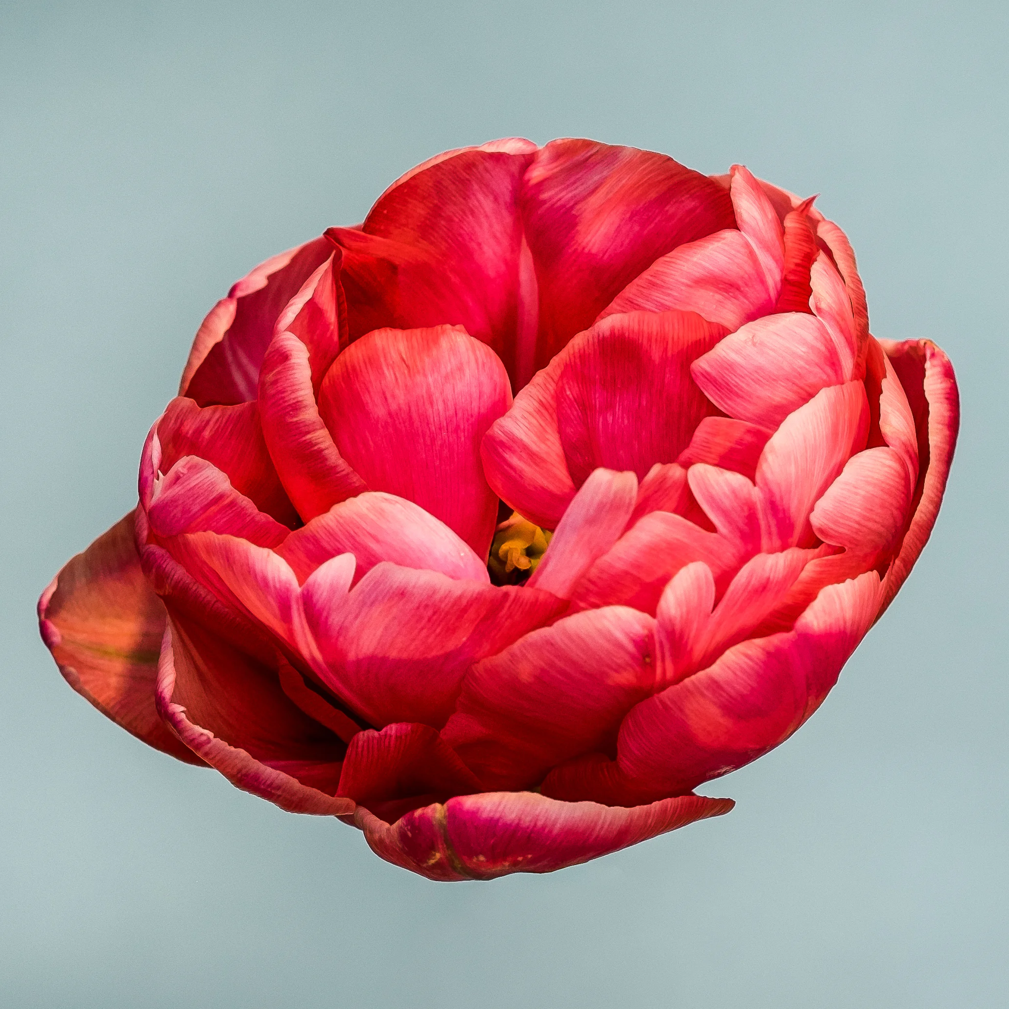 Peony Tulip