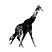 Giraffe.png