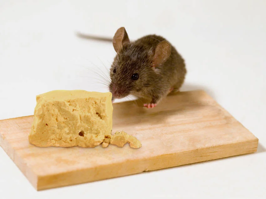Pain-Free No Kill, No Catch Mouse Trap Is Actually A Mouse Feeder
