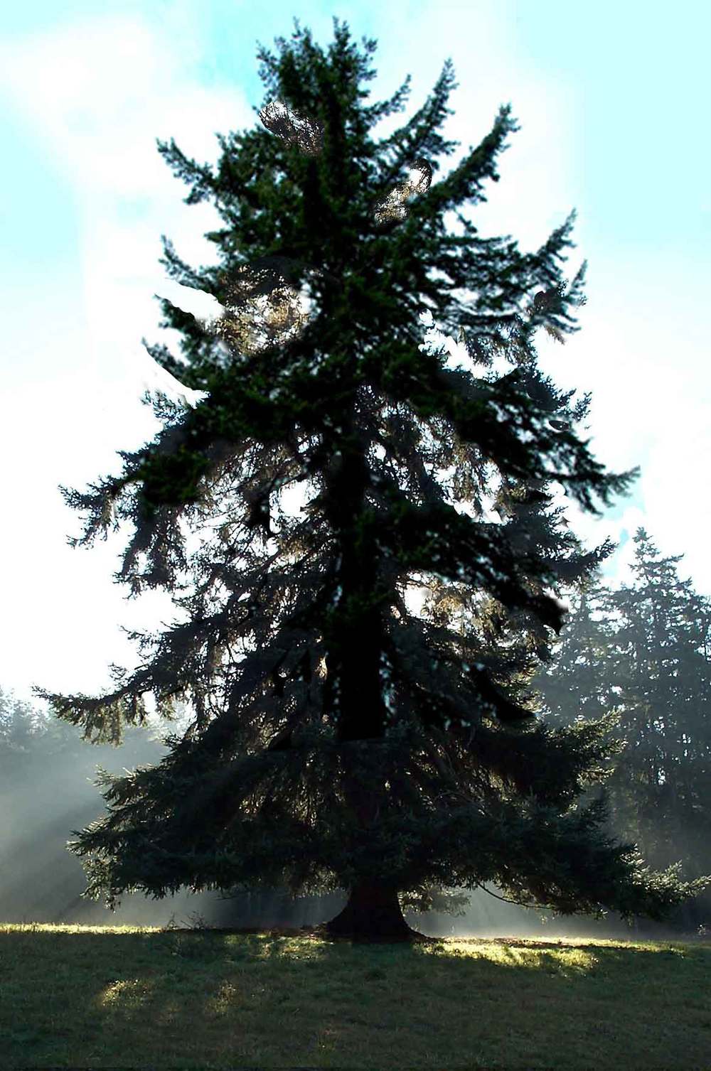 tree.sun whidbey3.jpg