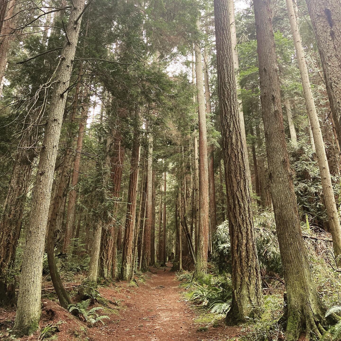 Sensing pathways | 3.8-3.11 🌱

MON Vinyasa 6pst
TUE Vinyasa 12pst
TUE Hatha &amp; mfr 6pst
THU Vinyasa 12pst

Link in bio
Pay what you can 

#zoomyoga #vinyasa #hathayoga #yoga #newschoolcollective #seattleyoga #seasonalyoga