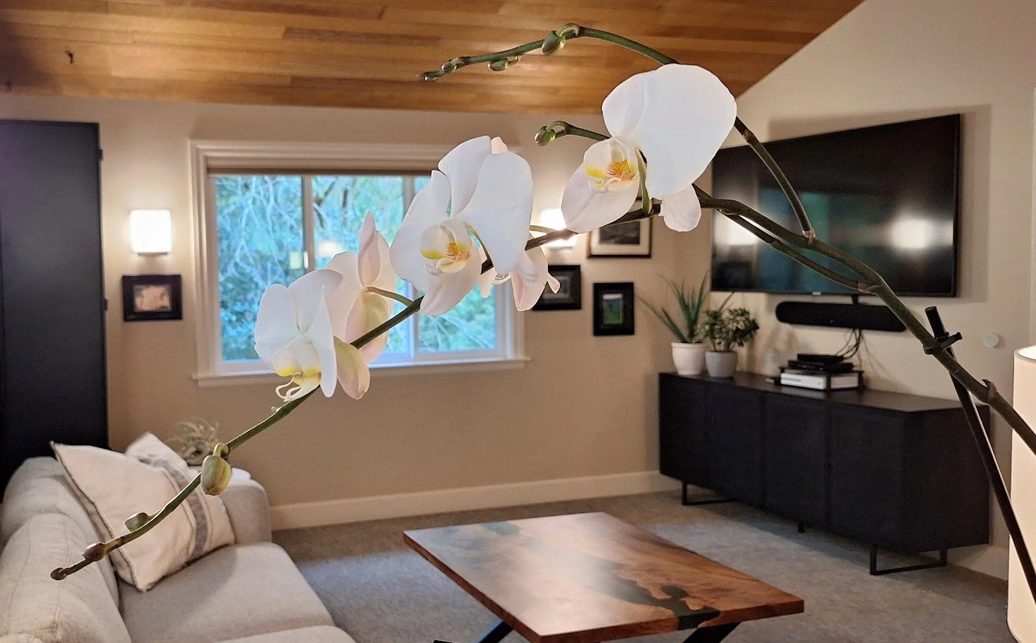 Family room with Four Hands furniture, wood plank ceiling, custom sycamore epoxy coffee table, and large windows.