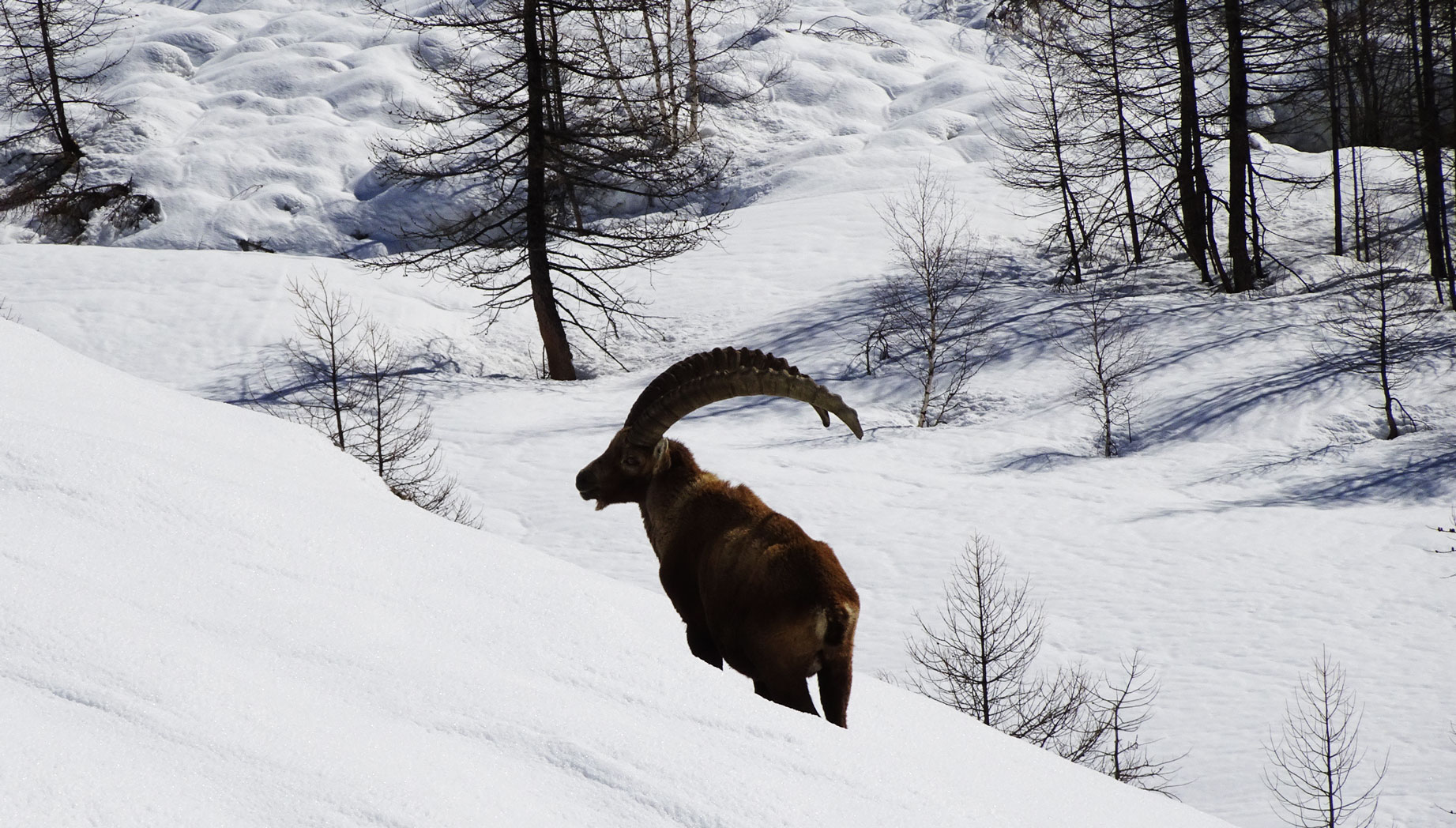 ibex.jpg