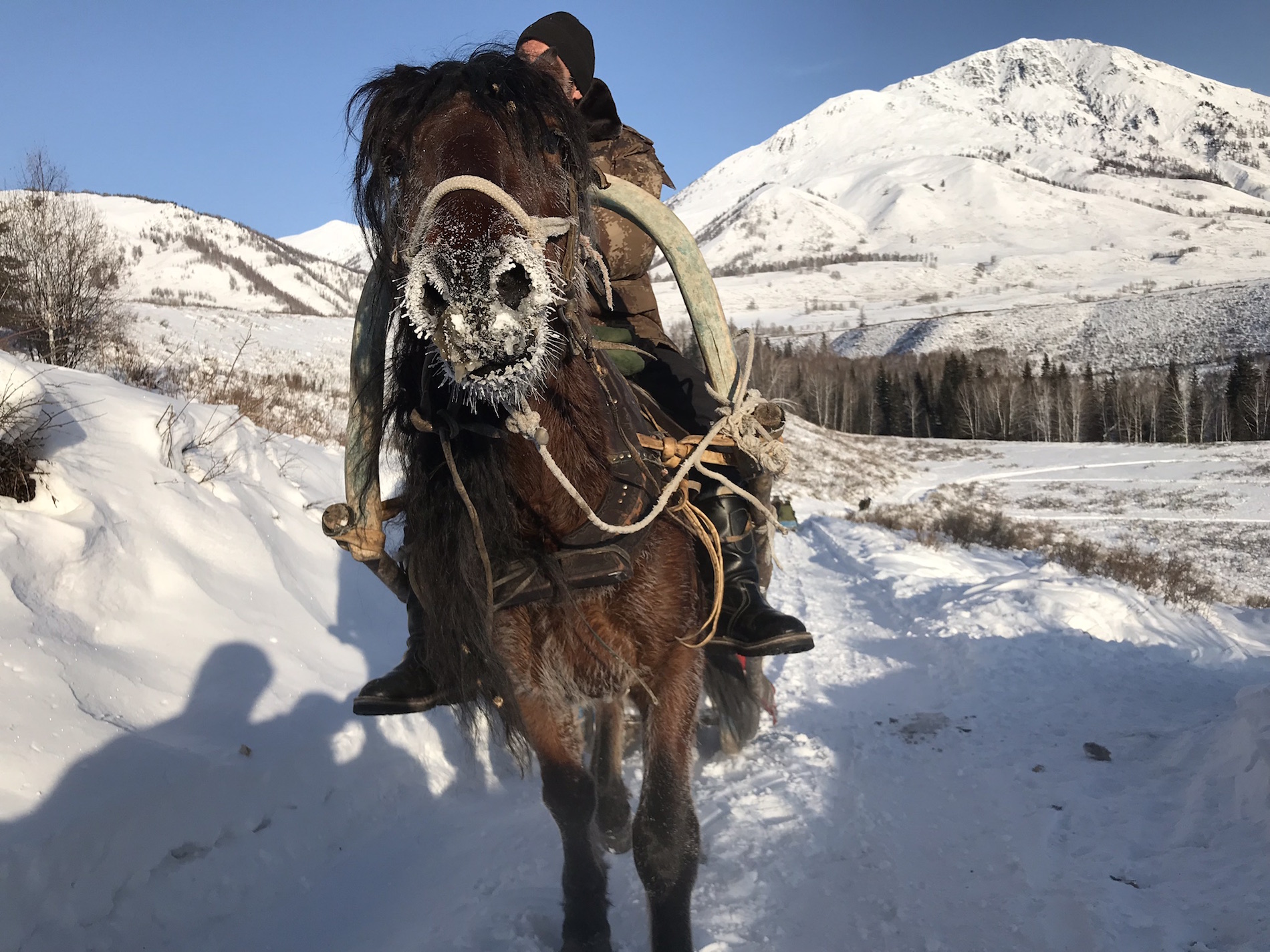 Horse transport to the slopes
