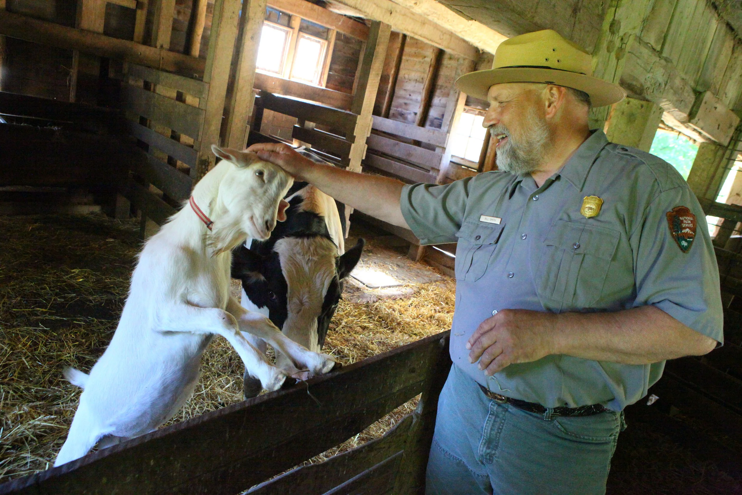 Indiana Dunes Park Ranger Bill Smith checks on a goat and cow at the Chellberg Farm in Porter, Indiana.