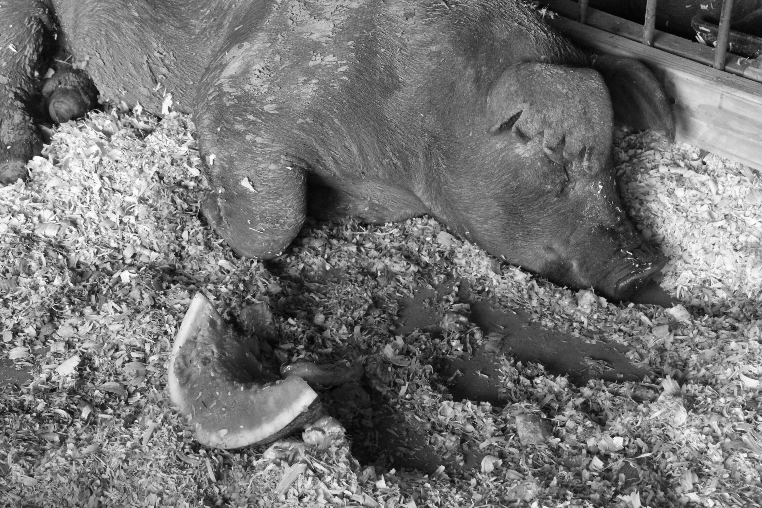 A hog sleeps at the Porter County Fair in Valparaiso, Indiana.