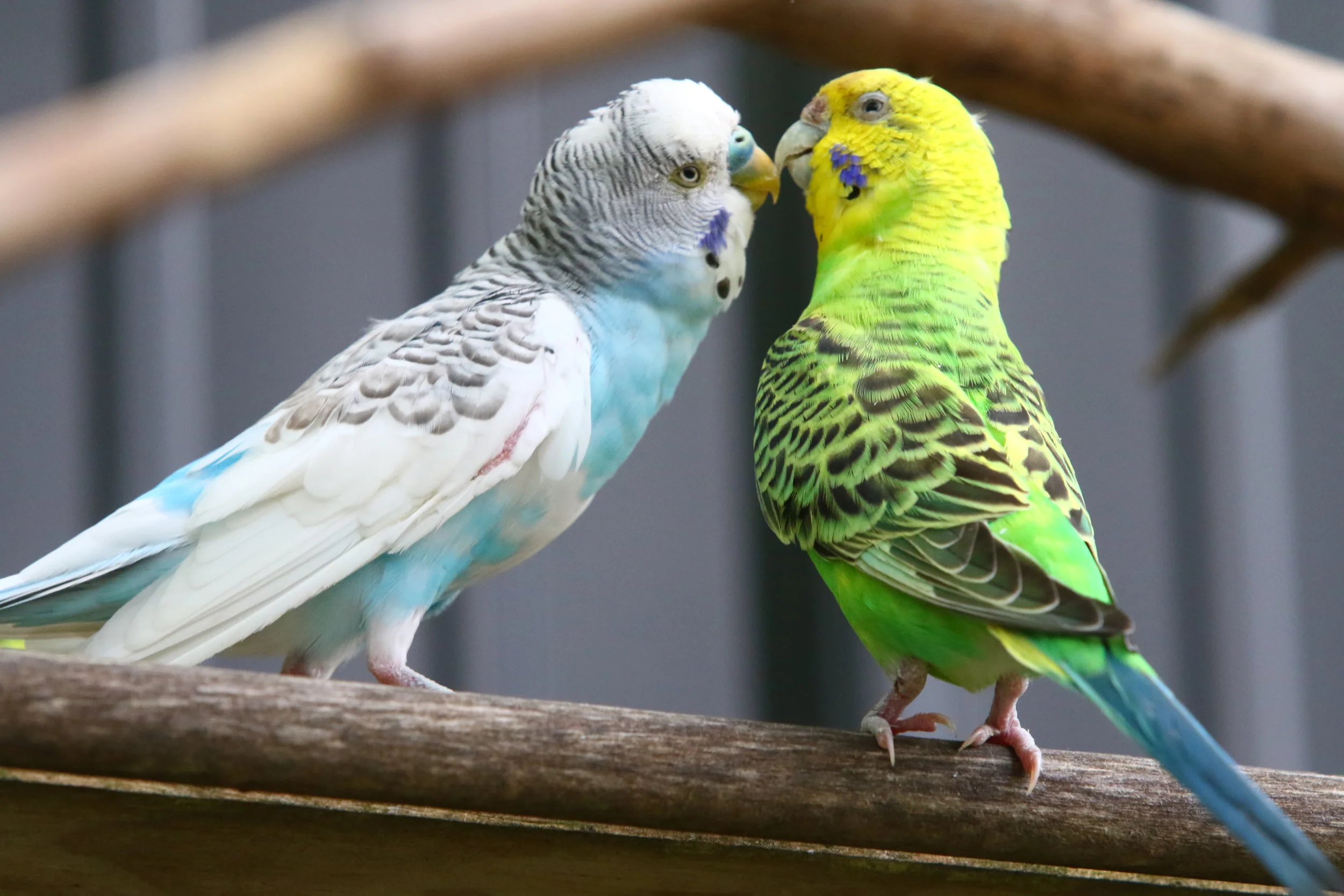 Parakeets at the Washington Park Zoo in Michigan City, Indiana.