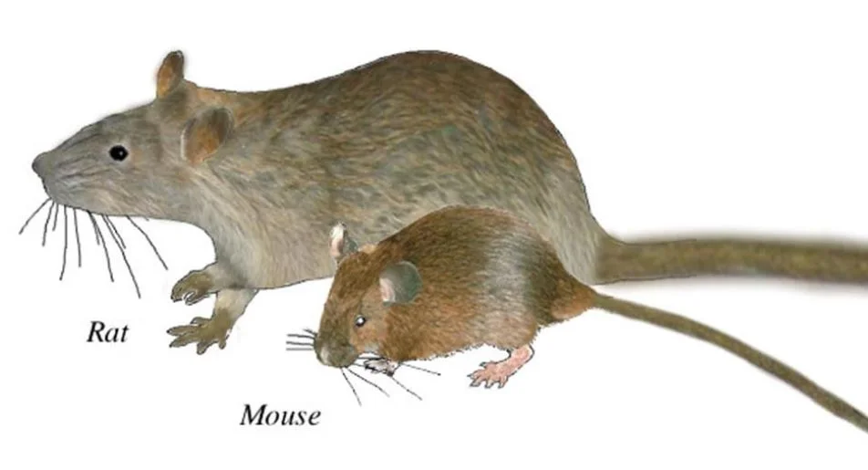 Mouse and rat.JPG