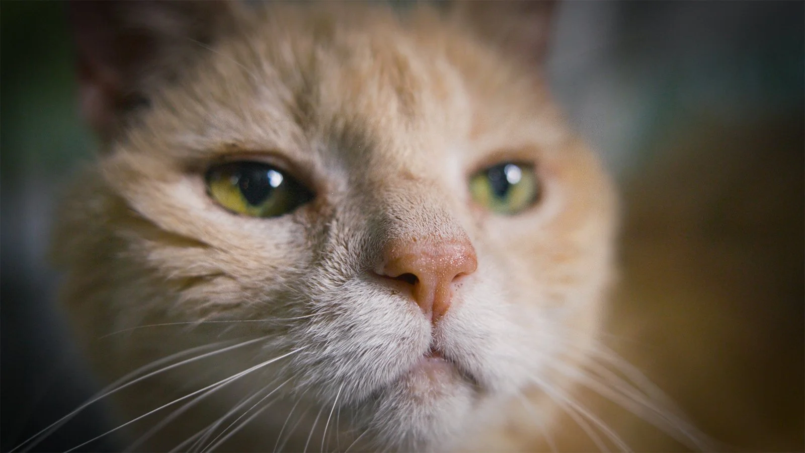 CatTownUSA_2.jpg