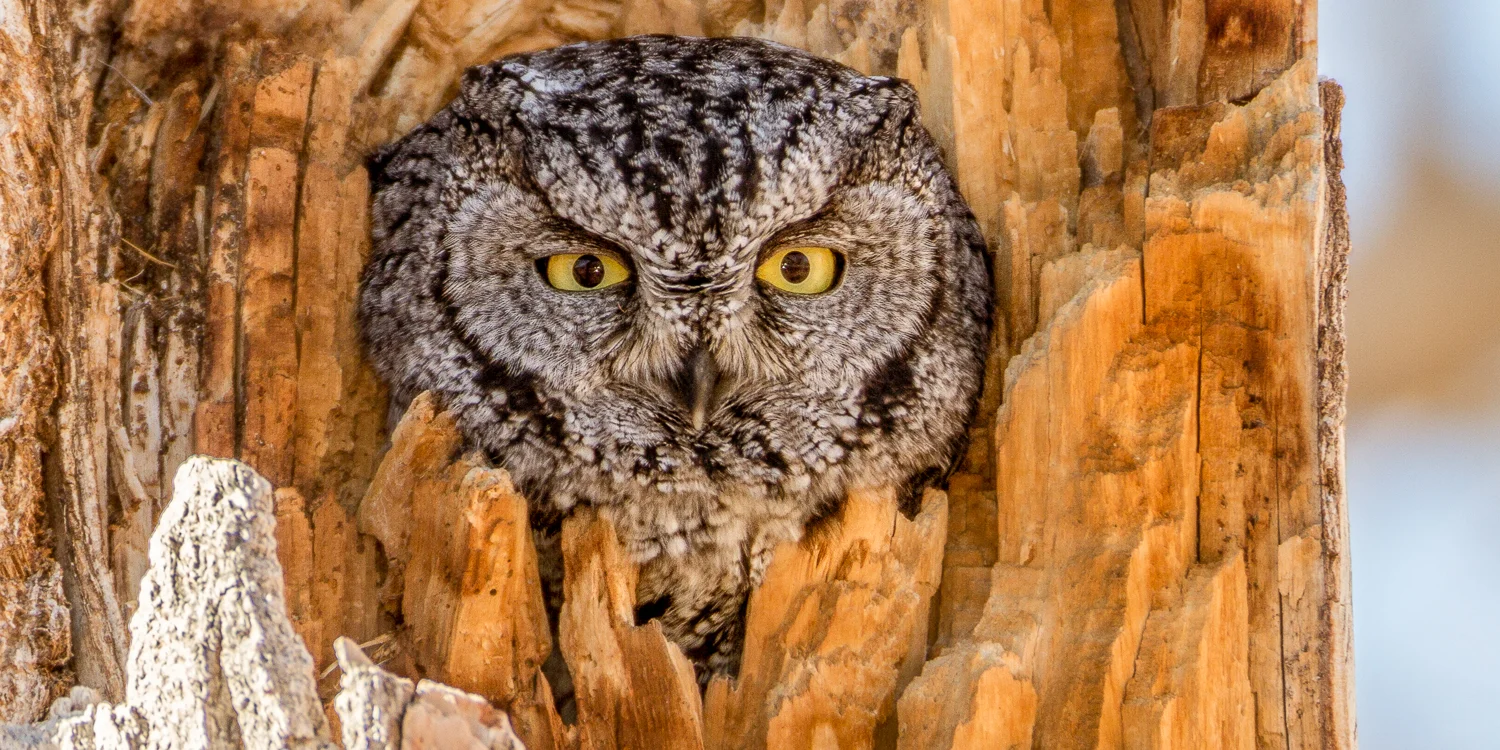 Western Screech Owl watching the photographers drive by.
