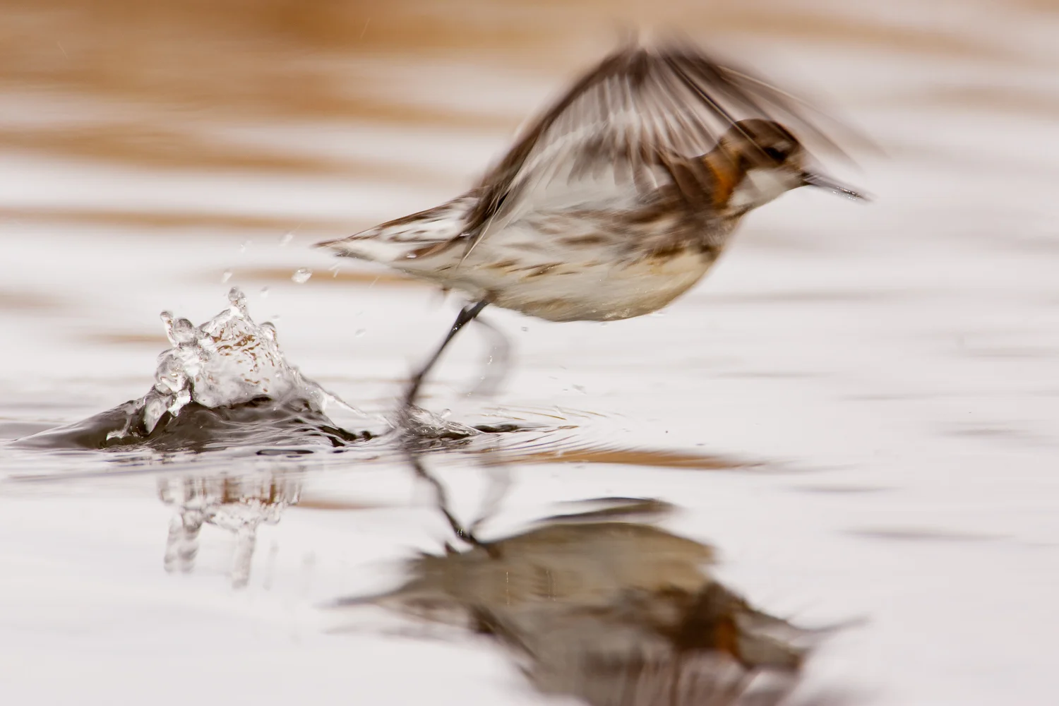 Red-necked Phalarope