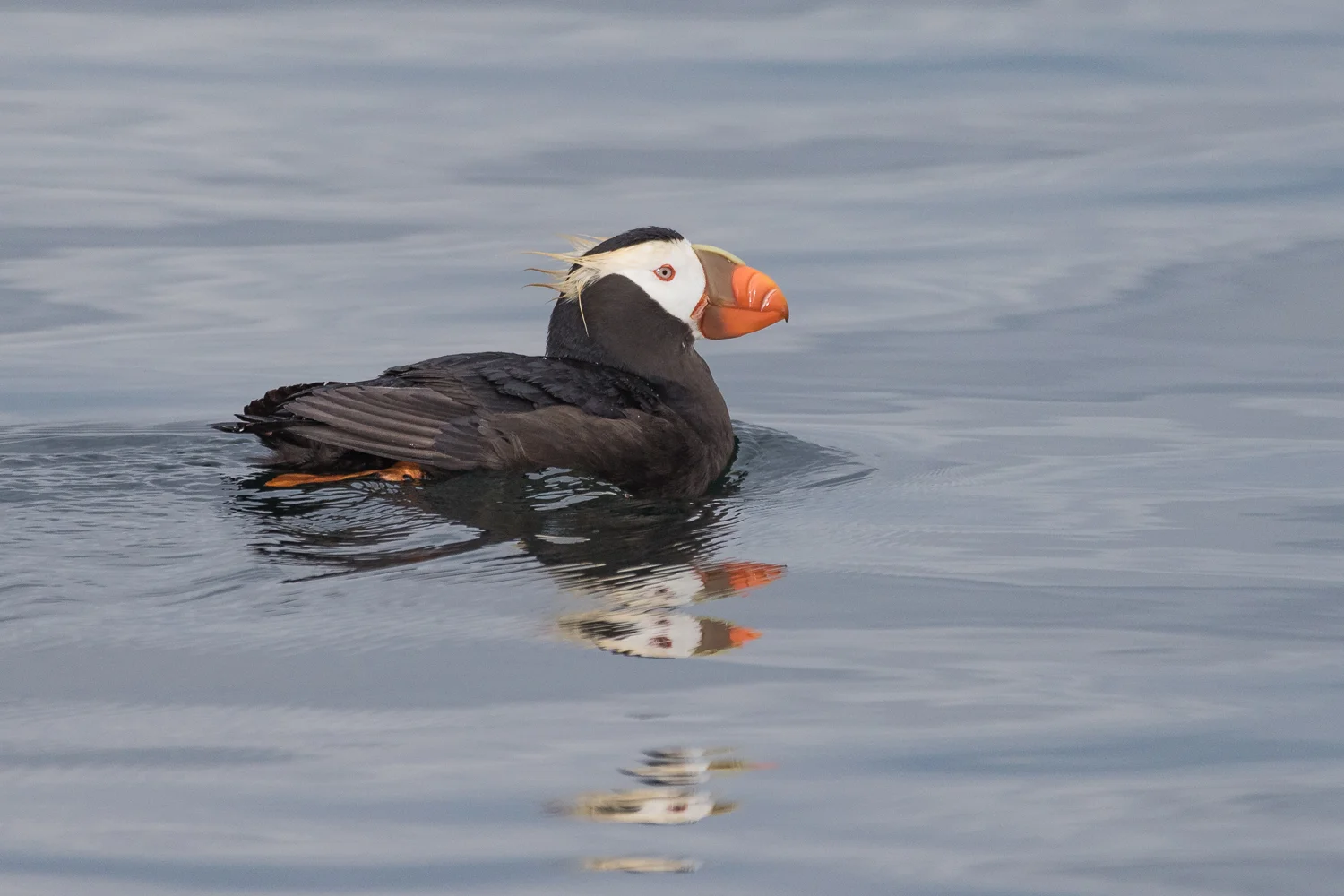 Tufted Puffin