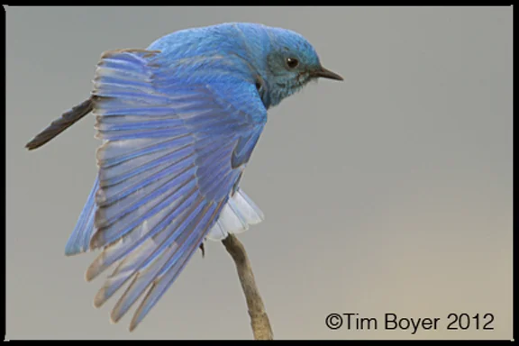 Male Mountain Bluebird