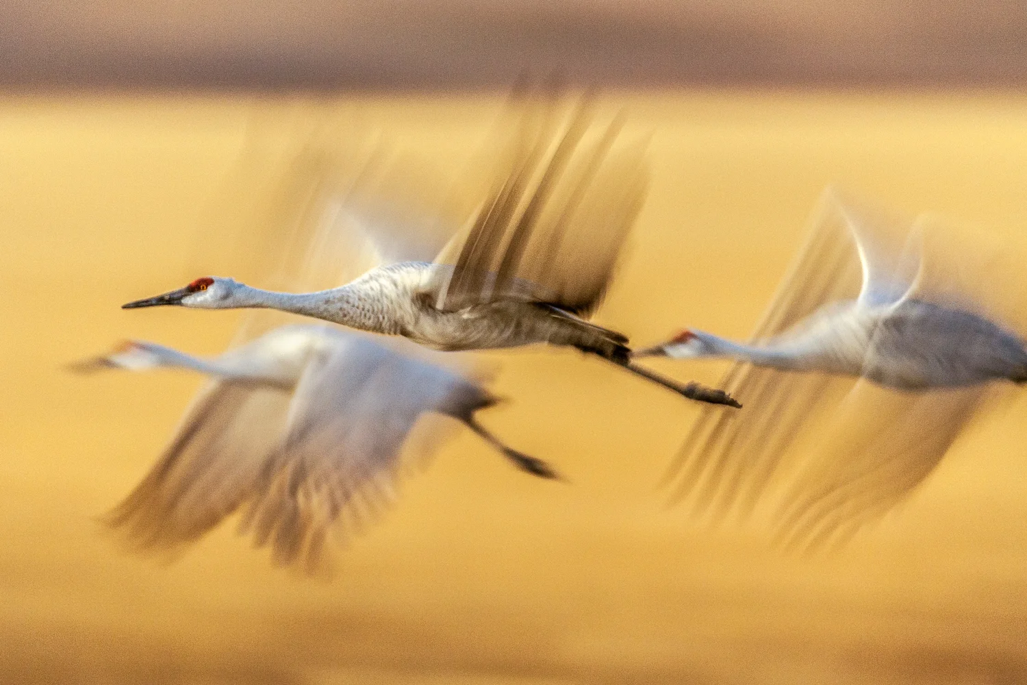 Sandhill Cranes Evening Flight
