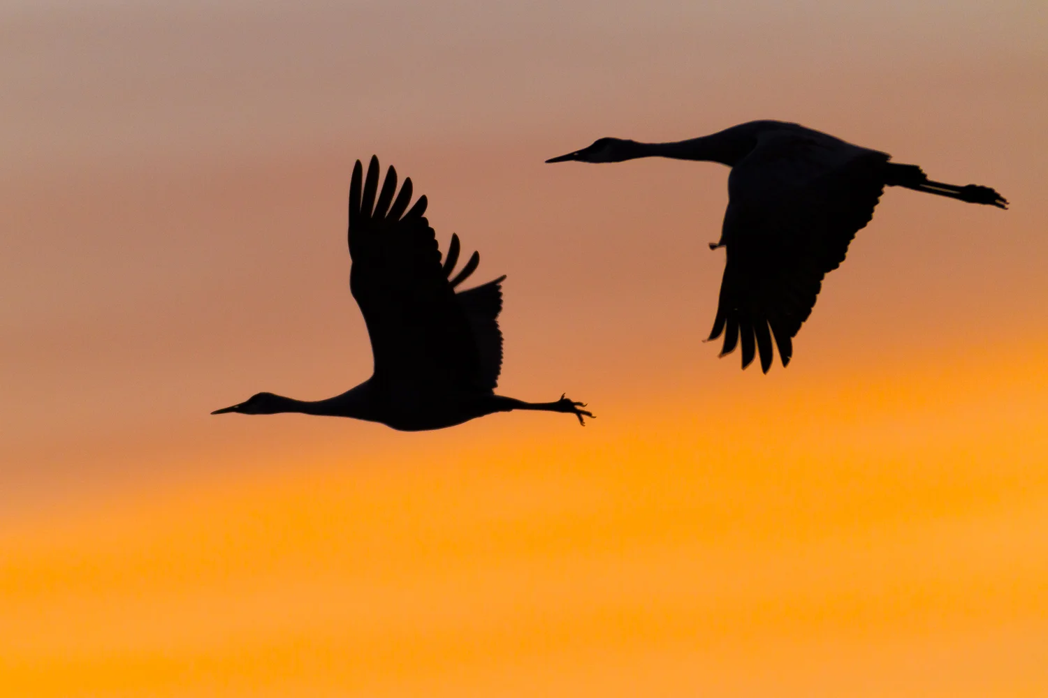 Sandhill Cranes after sunset