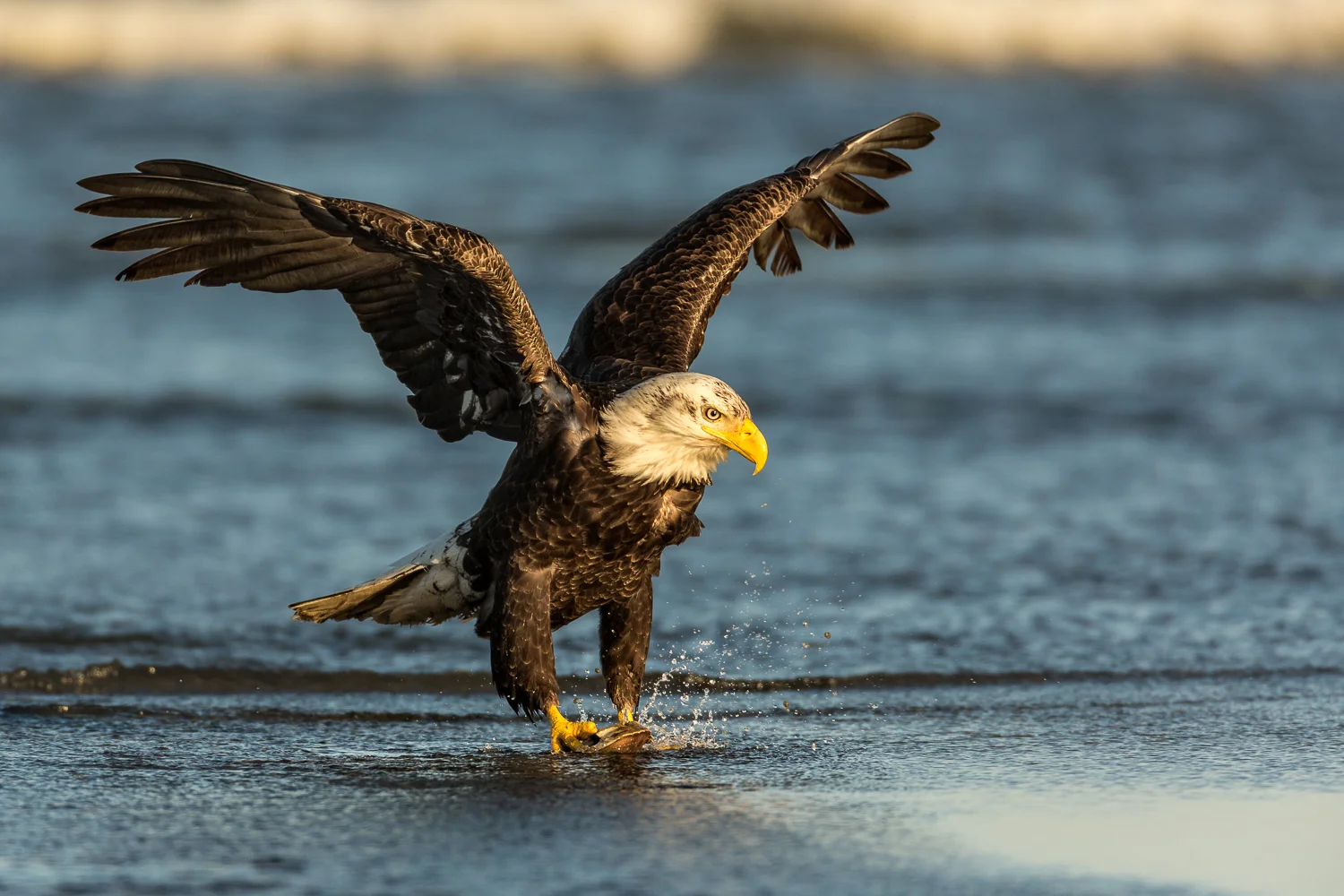 Bald Eagle and crab shell.