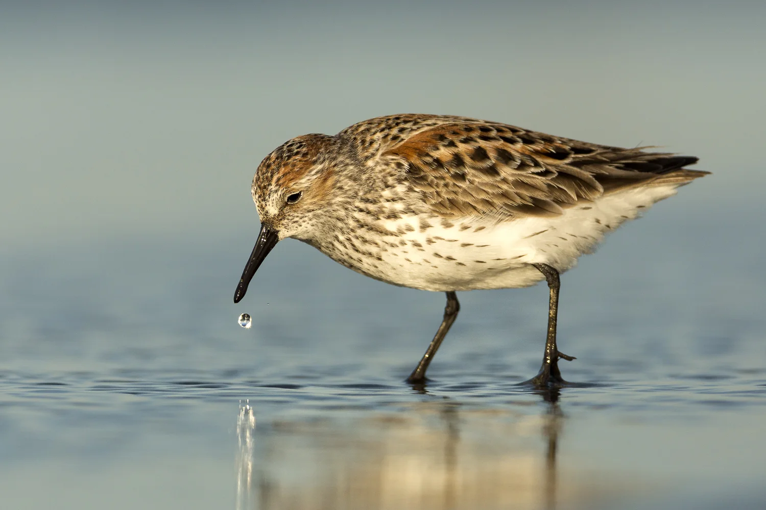 Western Sandpiper from Grays Harbor the most important shorebird stop over site out side of Alaska on the West Coast