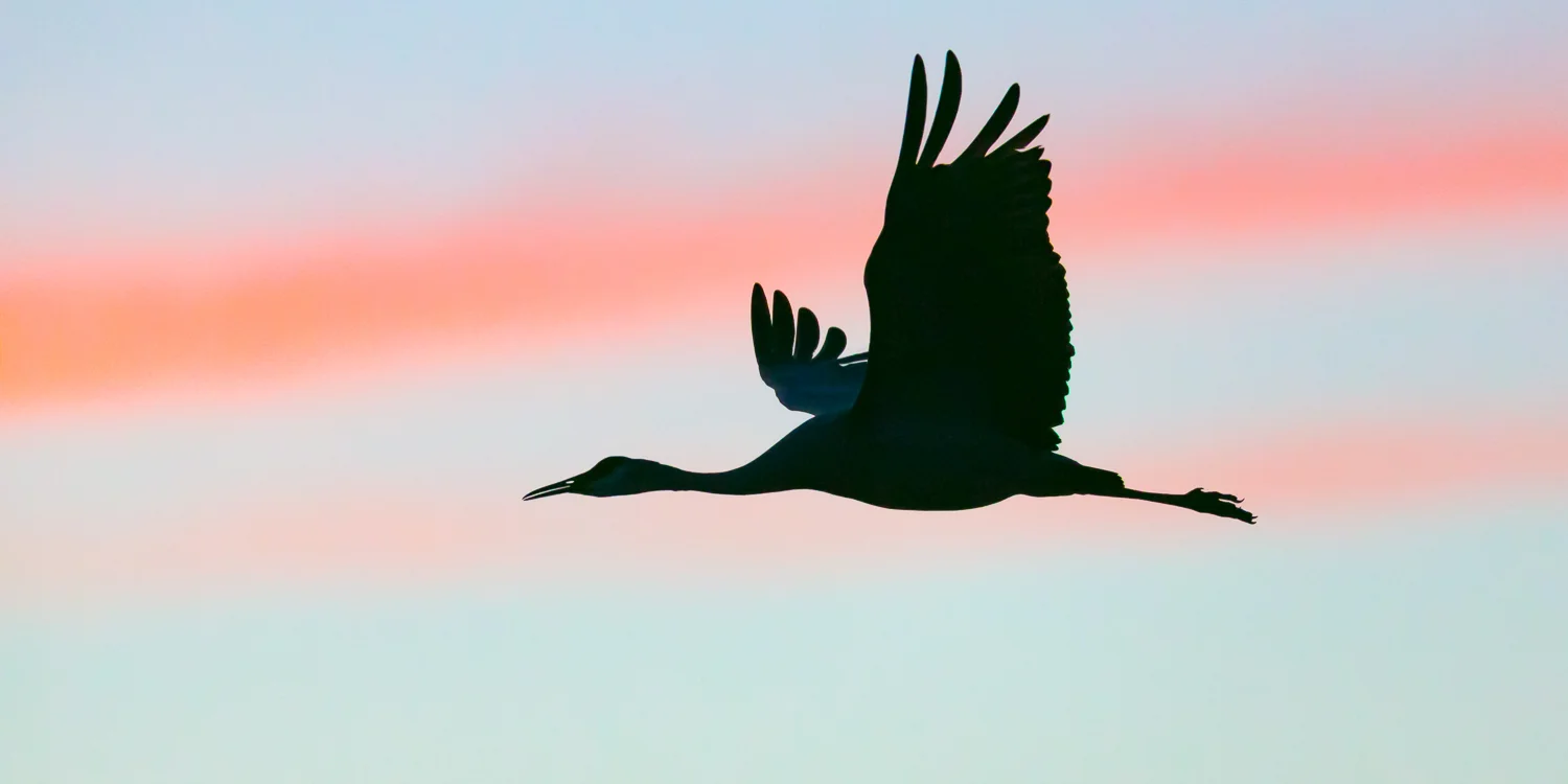 Sandhill Cranes flying at sunset.