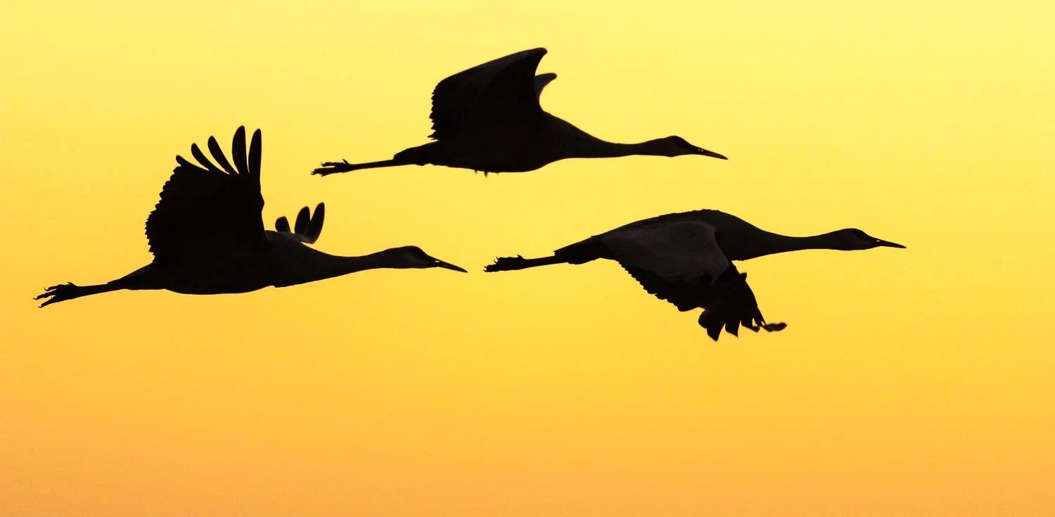 Cranes flying in early morning light.