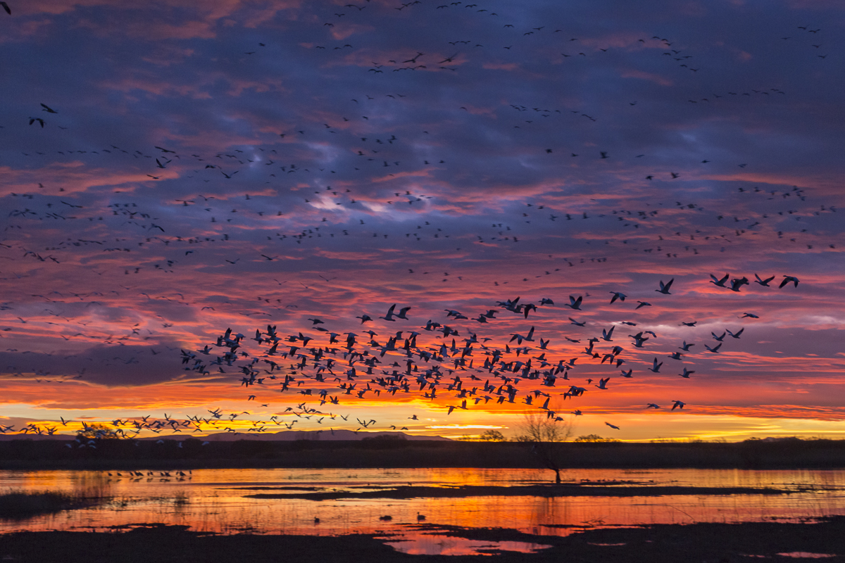 Snow Geese blasting off at sunrise.