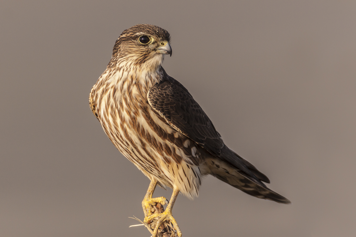 Merlin