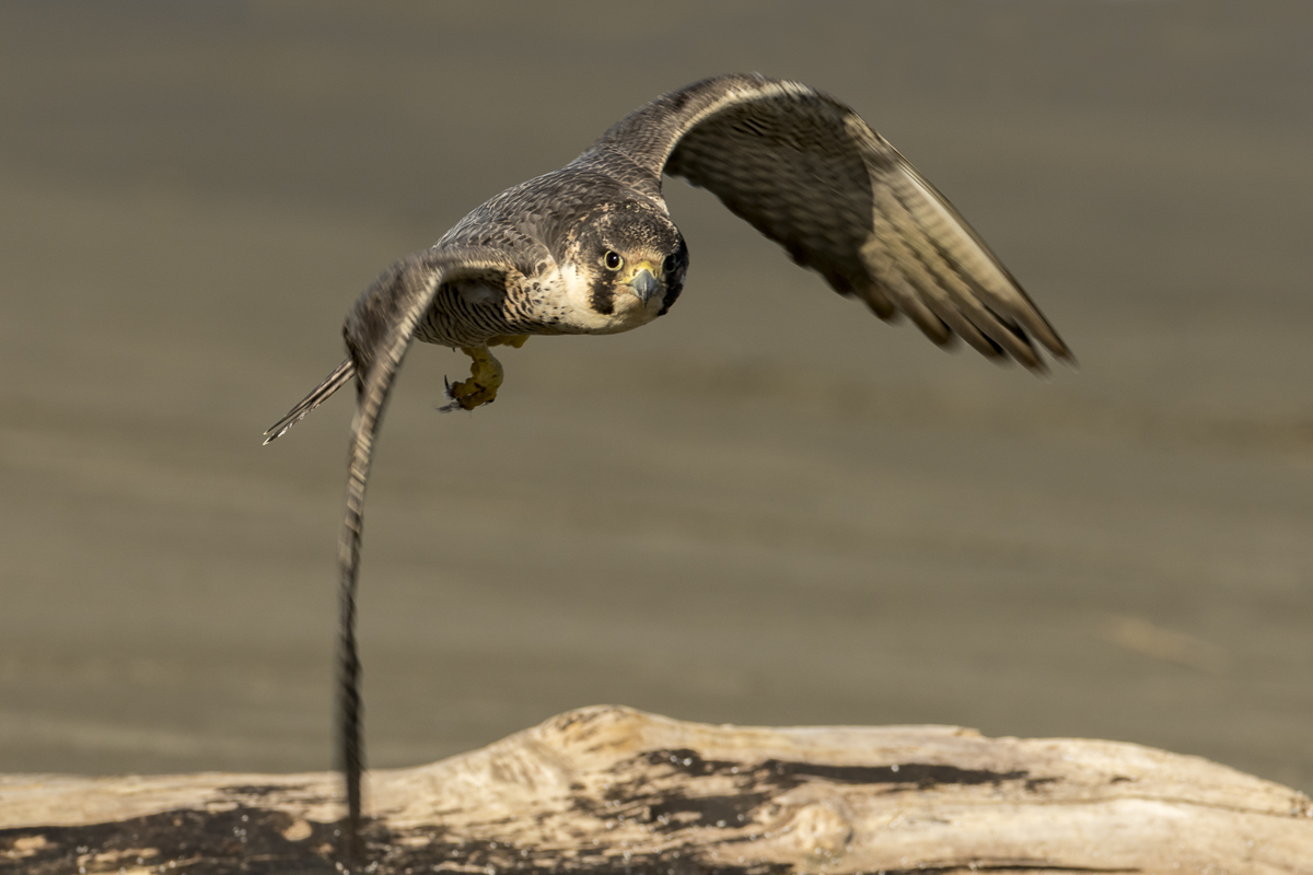 Peregrine Falcon fly by.