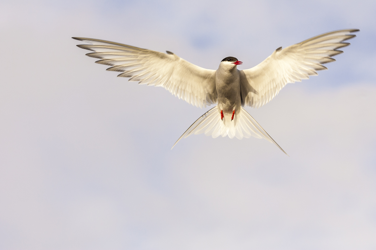 Arctic Tern