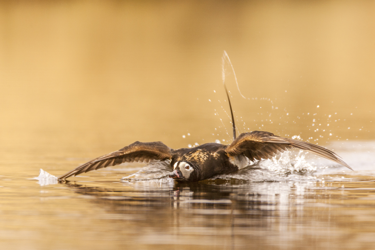 Long-tailed Duck