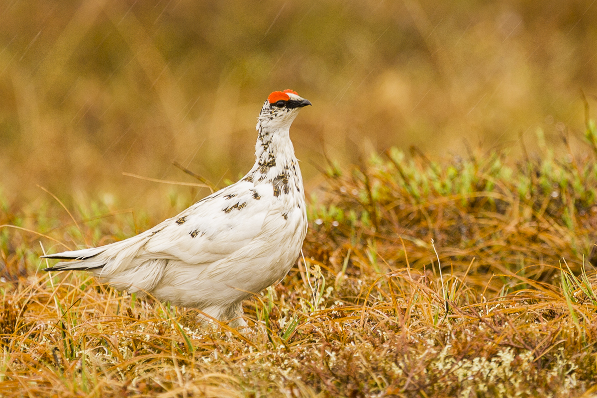 Willow Ptarmigan in the rain.