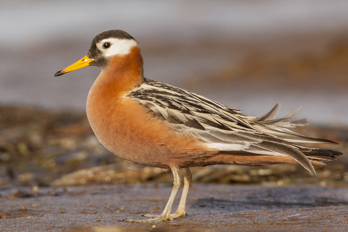 Red Phalarope.
