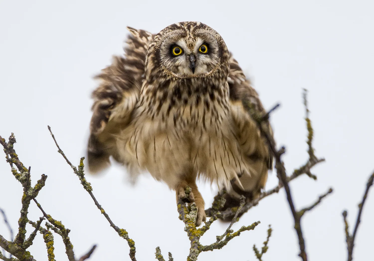 Short-eared Owl