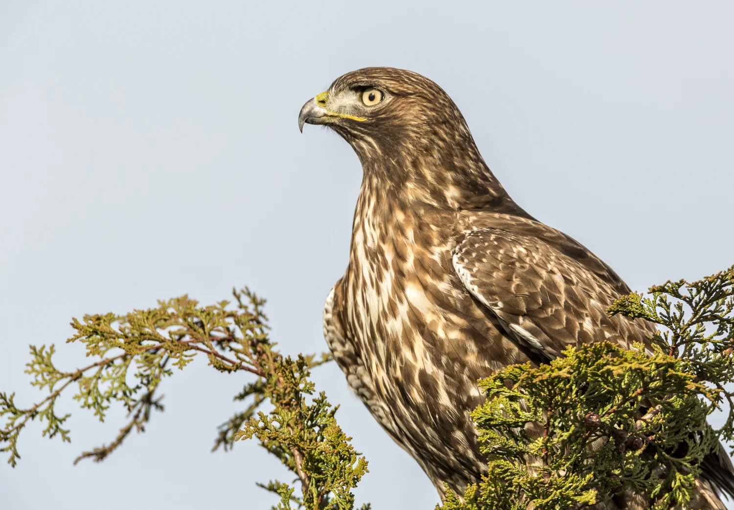 Red-tailed Hawk