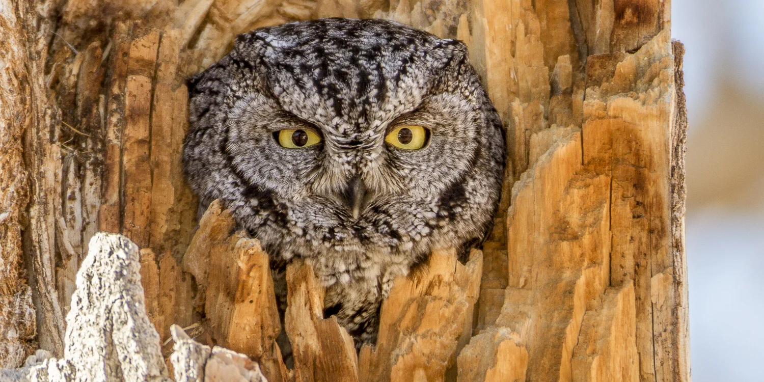 Western Screech Owl in dark shadows taken with Fill Flash and a CTO gel