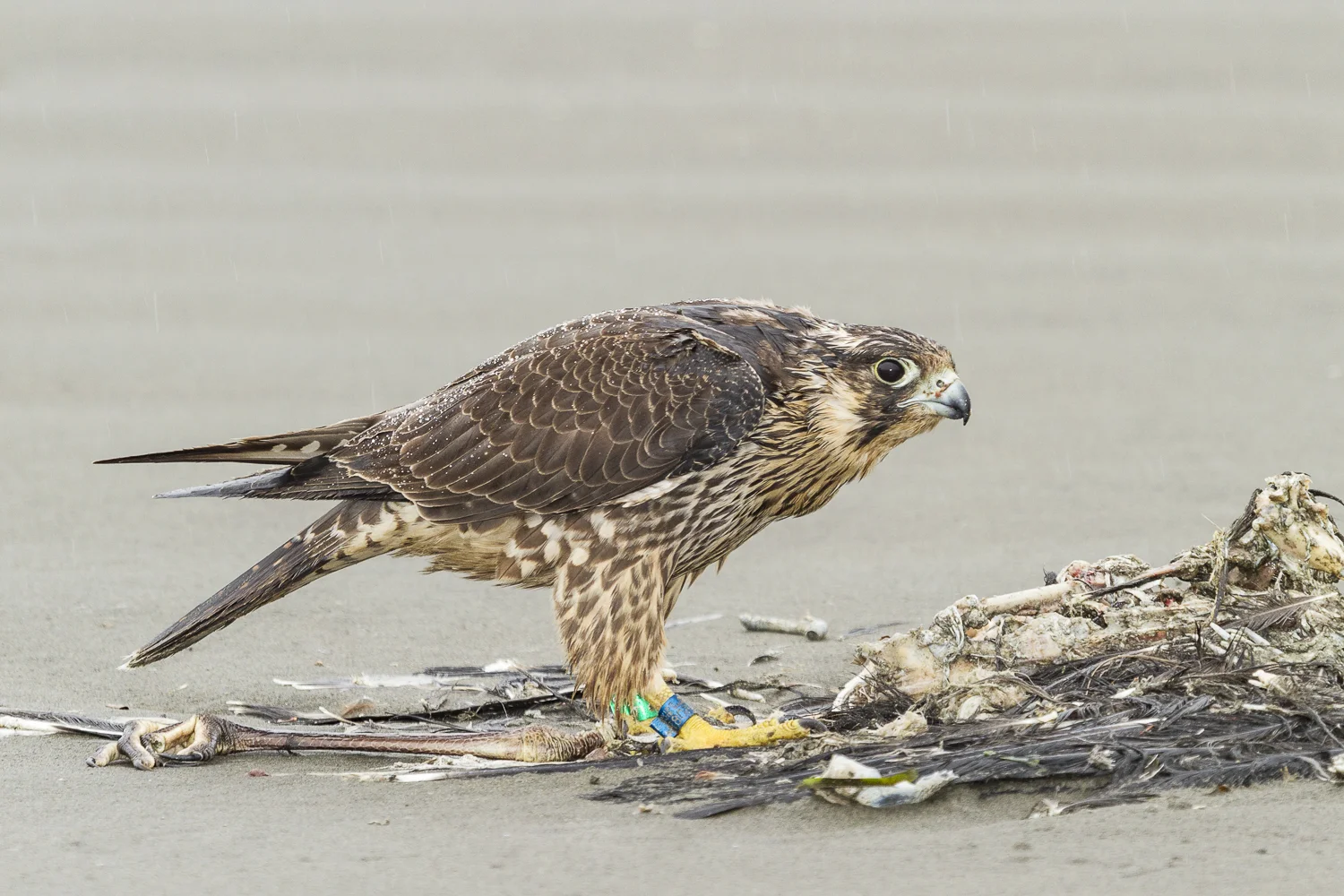 Peregrine Falcon in the rain, taken with Fill Flash and a CTO gel