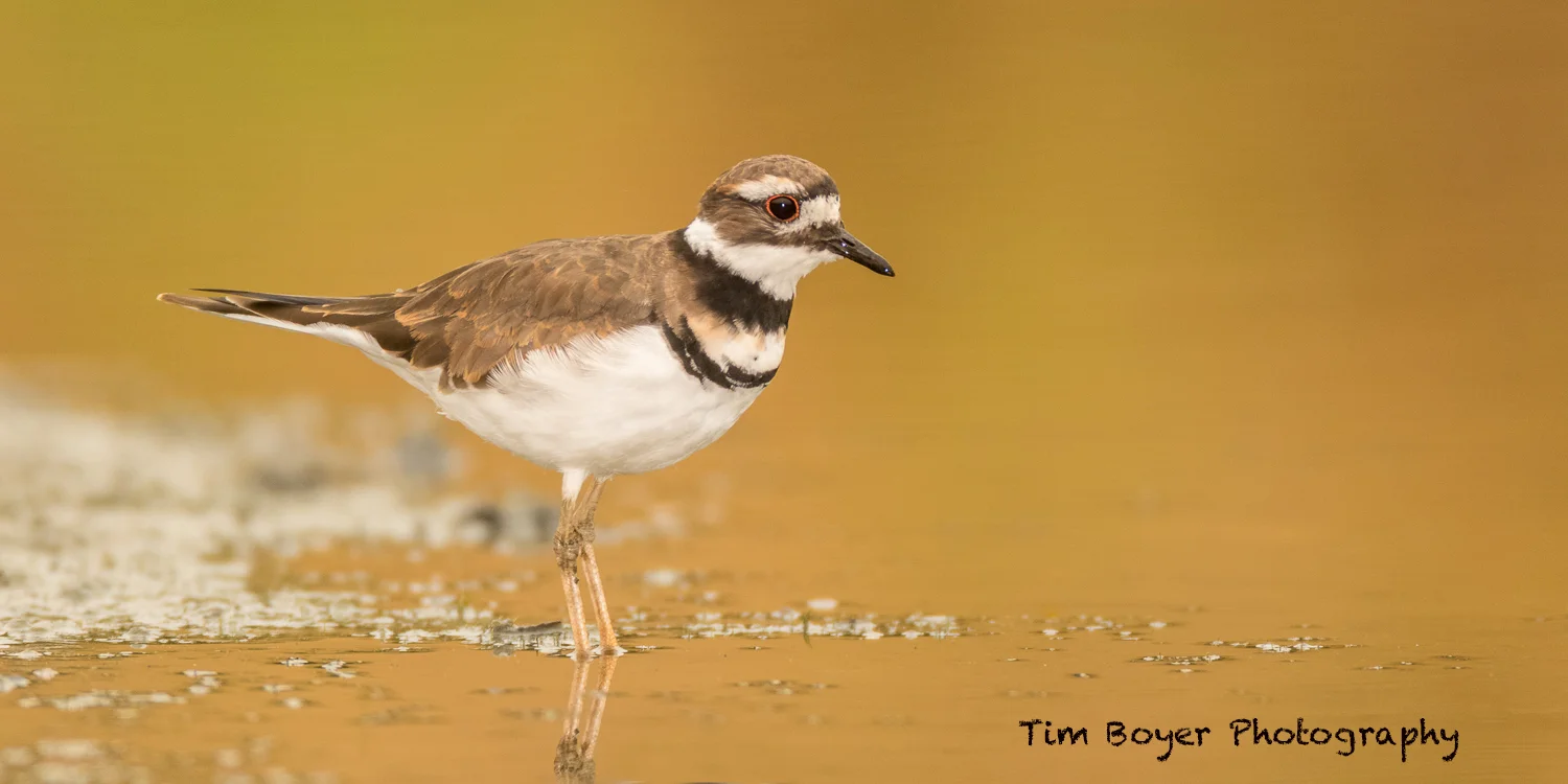 Killdeer
