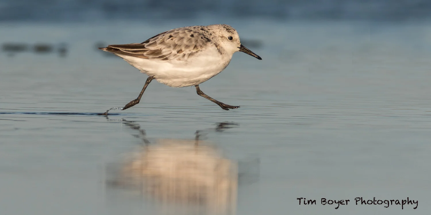 Sanderling running