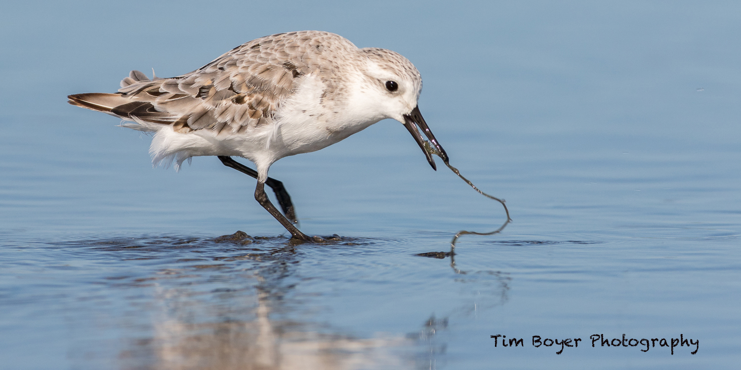 Sanderling with marine worm.
