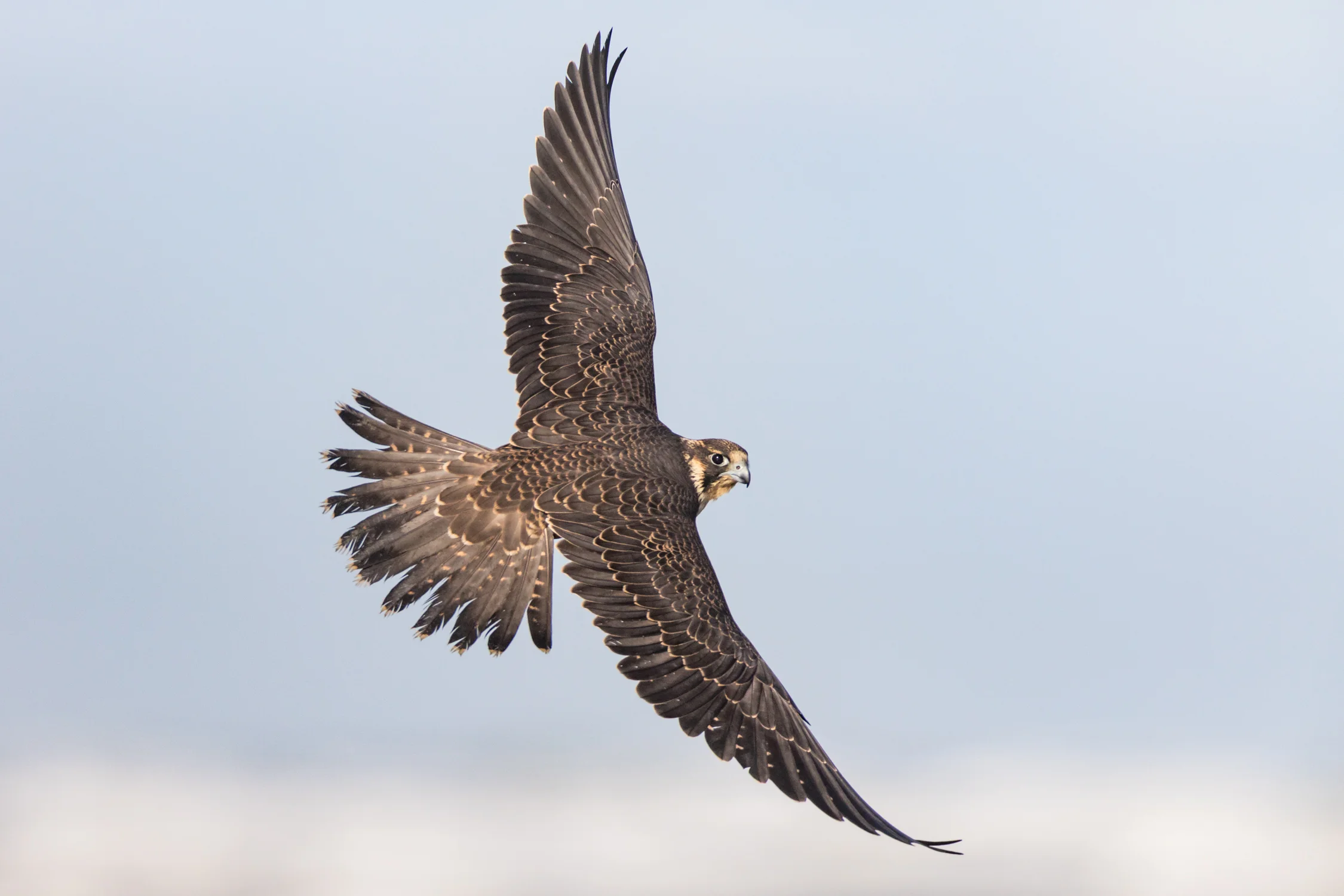 Peregrine Falcon