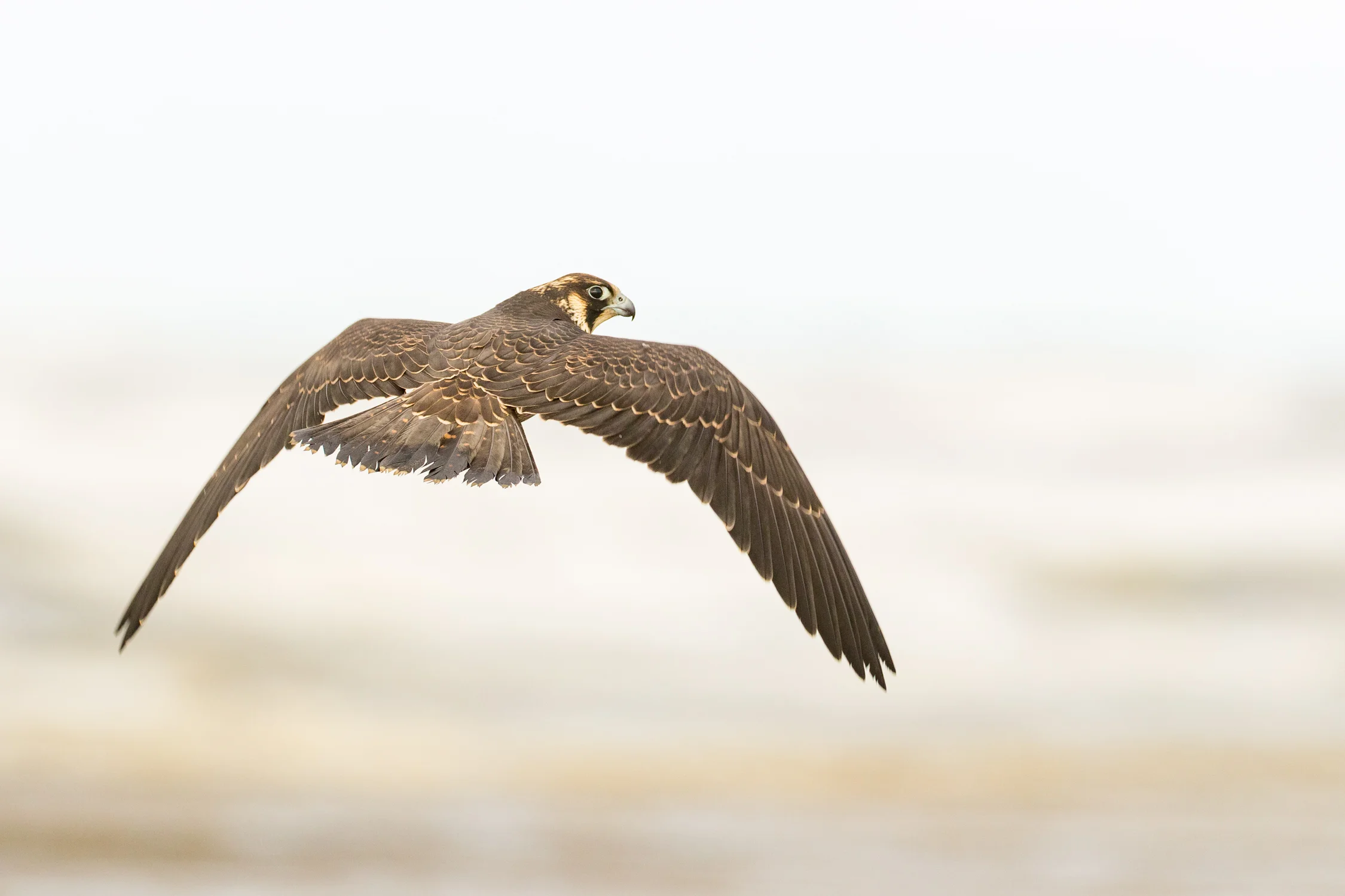 Peregrine Falcon