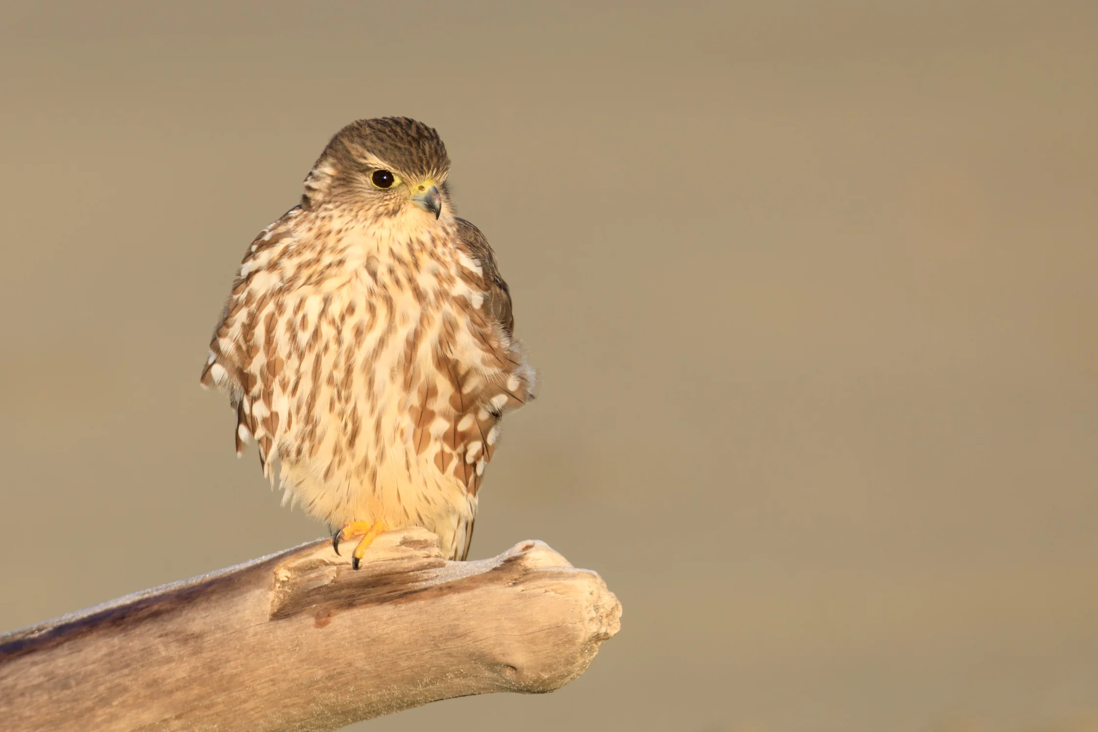 Merlin