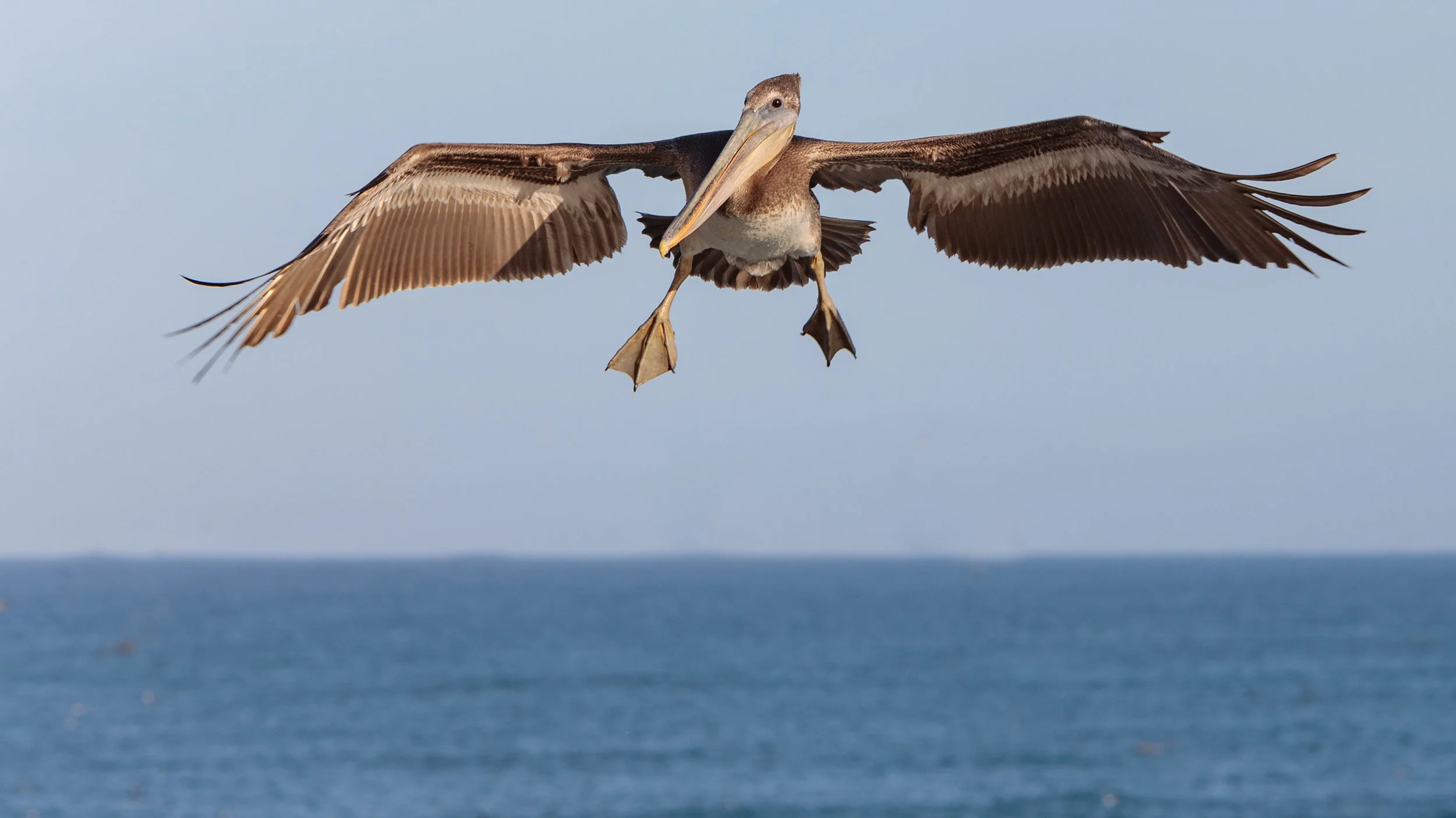 Brown Pelican