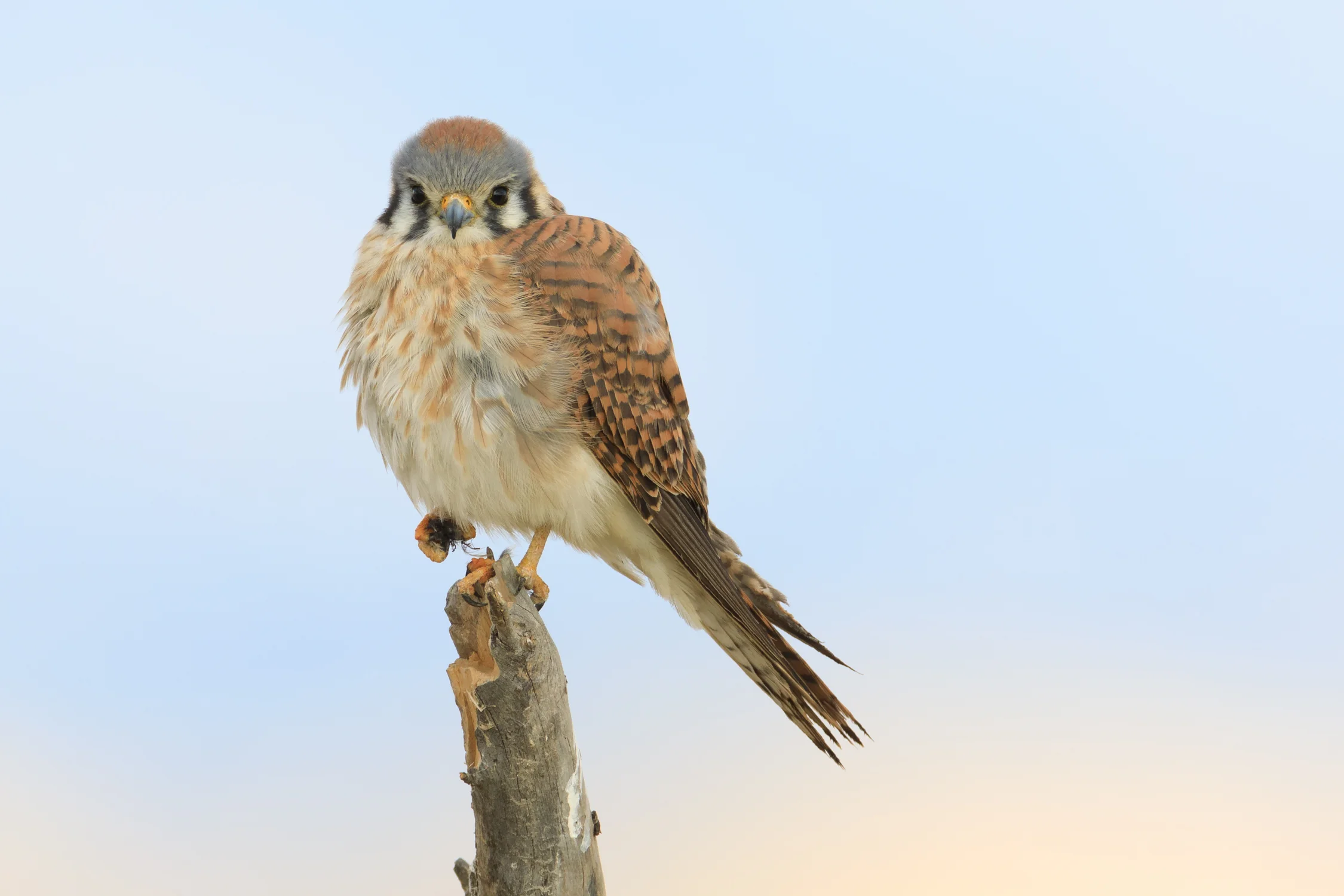 American Kestrel, female
