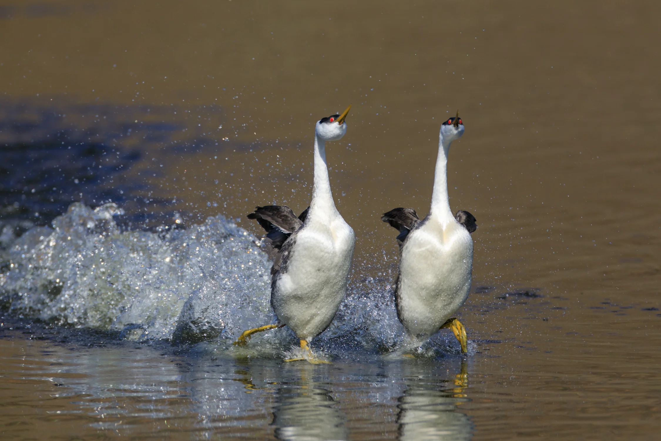 Western Grebes, rushing