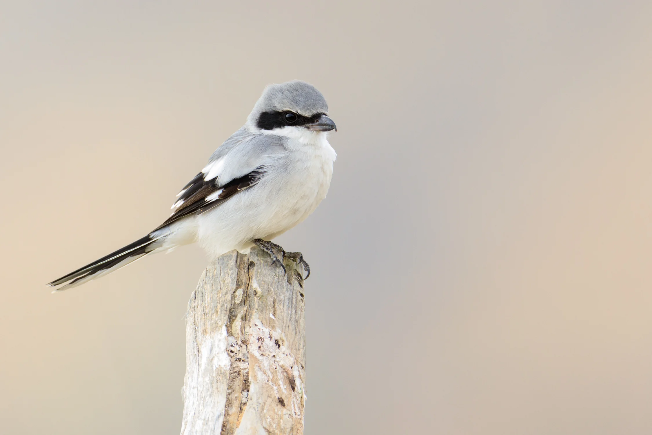 Loggerhead Shrike