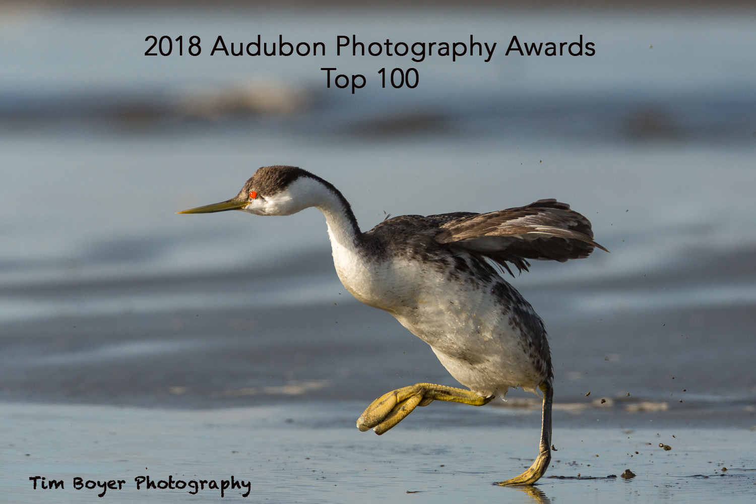 Western Grebe Running-8008.jpg