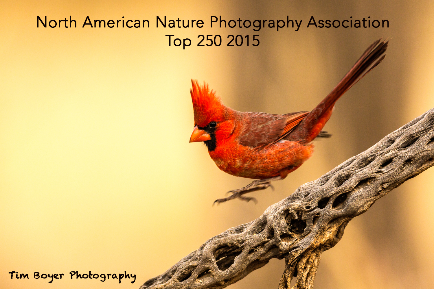 Northern Cardinal-4069.jpg