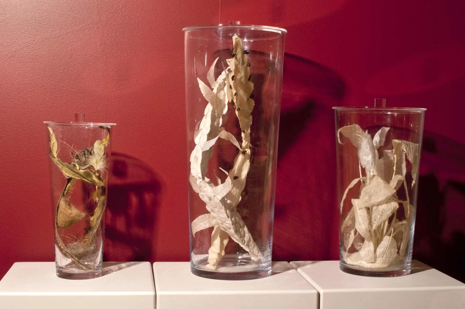 Hybrids I, II and III . glass jars, paper casting and botanical specimens.