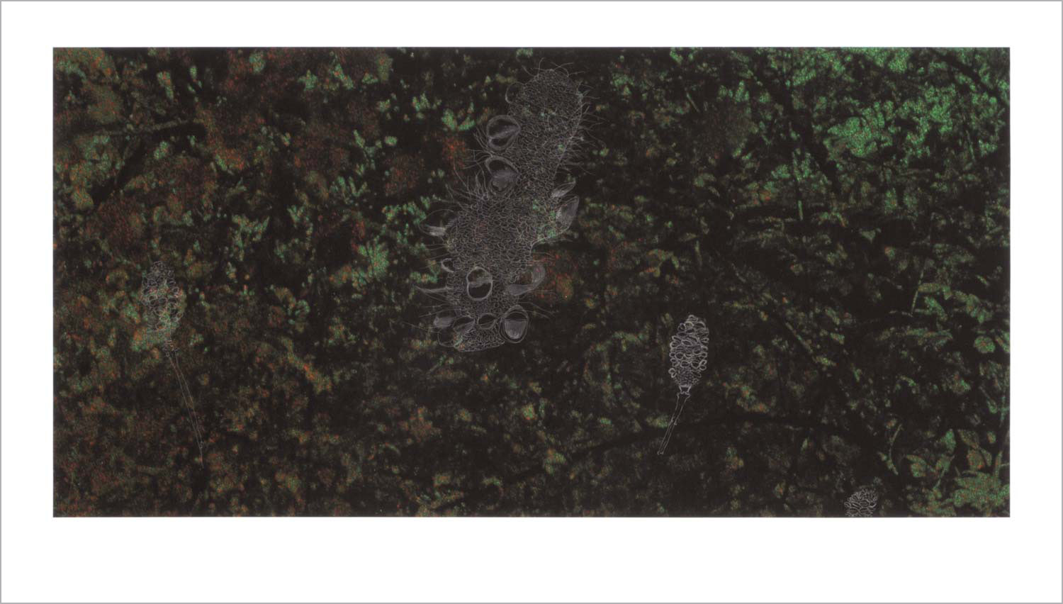 Banksia . graphite drawing on autochrome, courtesy Centre de recherche Palace of Versailles, 50 x 100 cm