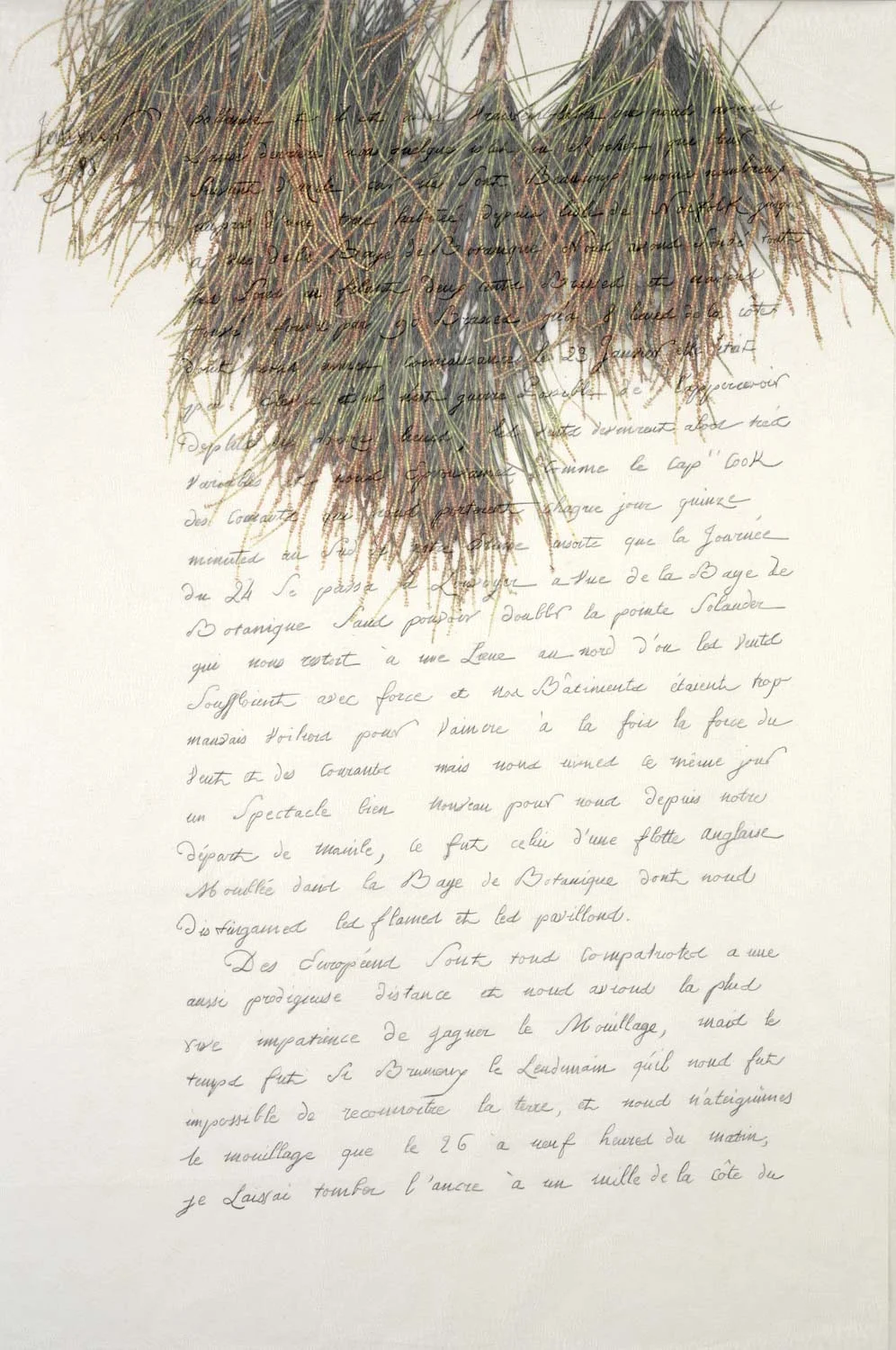 Casuarina, She oak . Digital print with hand written text on kozo paper, 90 x 60 cm